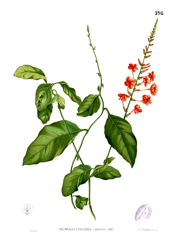 Plumbago coccinea Blanco2.298
