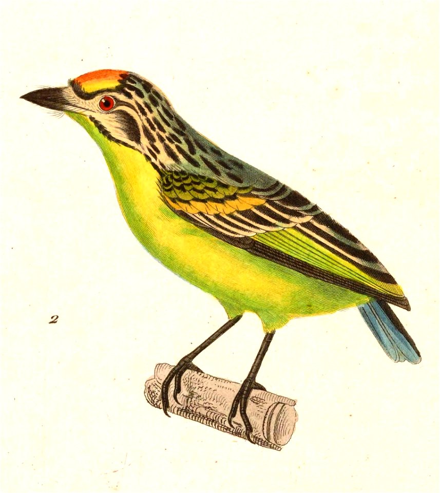 Pogoniulus chrysoconus 1838