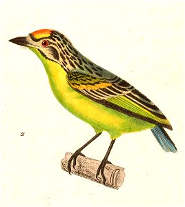 Pogoniulus chrysoconus 1838