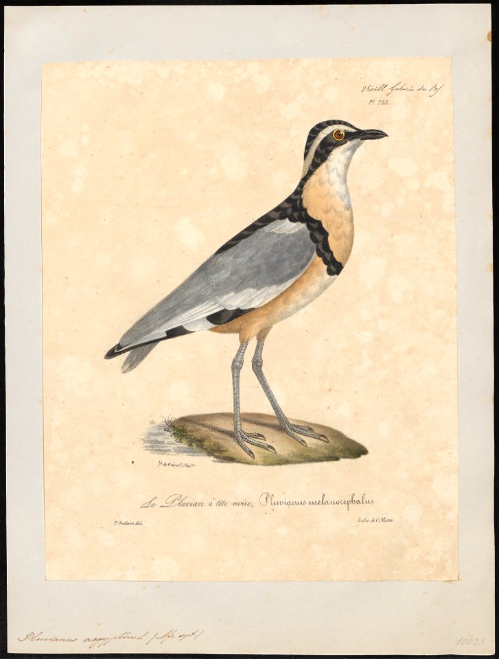 Pluvianus aegyptius - 1825-1834 - Print - Iconographia Zoologica - Special Collections University of Amsterdam - UBA01 IZ17200293