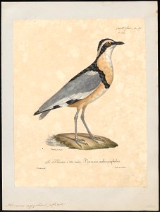 Pluvianus aegyptius - 1825-1834 - Print - Iconographia Zoologica - Special Collections University of Amsterdam - UBA01 IZ17200293