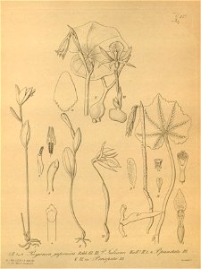 Pogonia japonica - Nervilia juliana (as Pogonia j.) - Nervilia punctata (as Pogonia p.) - Nervilia crociformis (as Pogonia crispata) - Xenia 2 pl 126