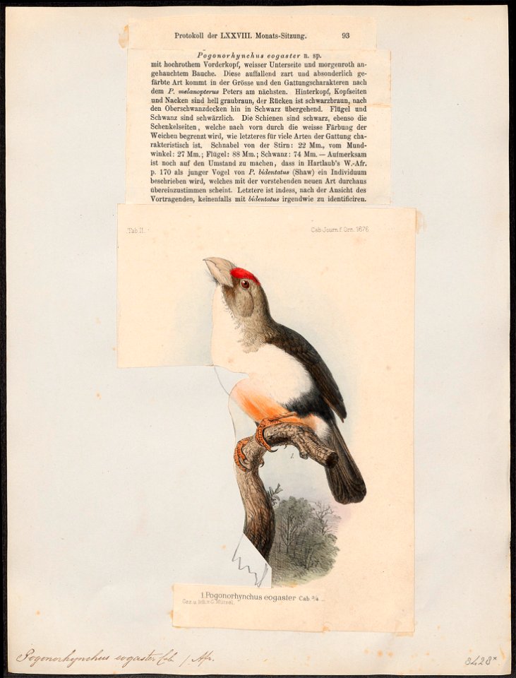 Pogonorhynchus eogaster - 1876 - Print - Iconographia Zoologica - Special Collections University of Amsterdam - UBA01 IZ18800019