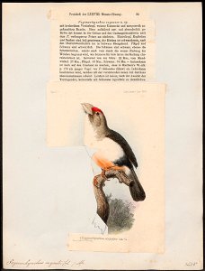 Pogonorhynchus eogaster - 1876 - Print - Iconographia Zoologica - Special Collections University of Amsterdam - UBA01 IZ18800019