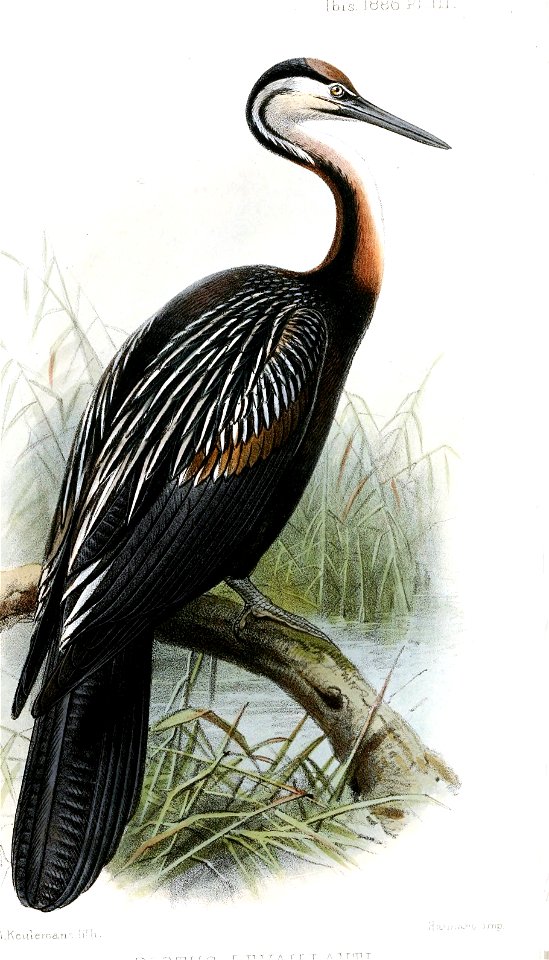 PlotusLevaillantiKeulemans