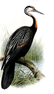 PlotusLevaillantiKeulemans