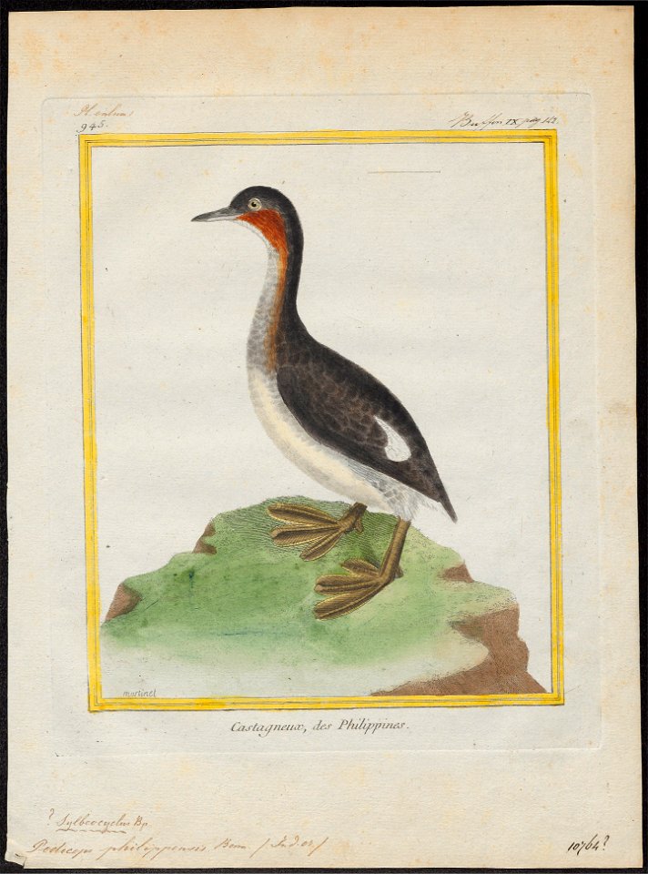 Podiceps philippensis - 1700-1880 - Print - Iconographia Zoologica - Special Collections University of Amsterdam - UBA01 IZ17800107
