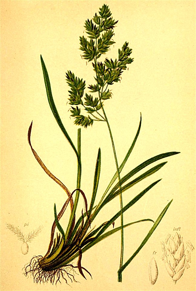 Poa alpina Atlas Alpenflora