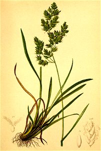 Poa alpina Atlas Alpenflora
