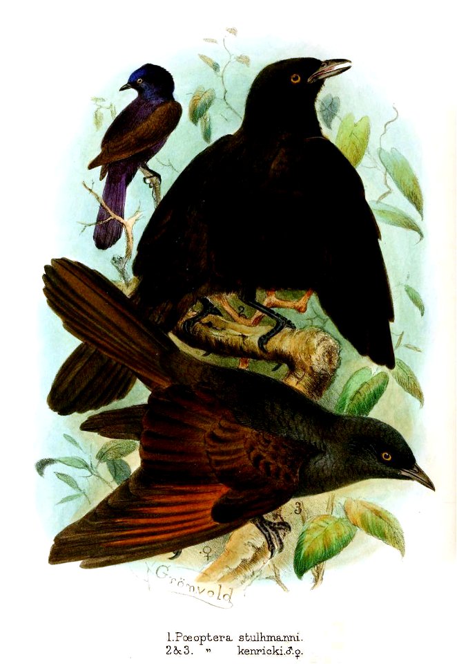Poeoptera Gronvold