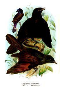 Poeoptera Gronvold