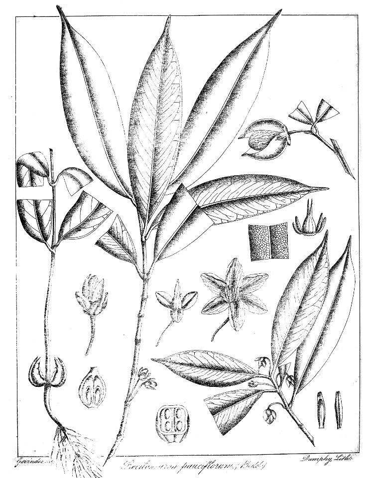 Poeciloneuron pauciflorum Govindoo