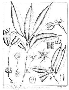 Poeciloneuron pauciflorum Govindoo
