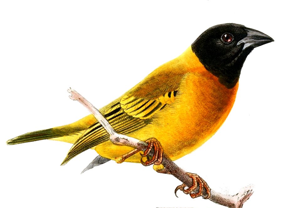 Ploceus capitalis Keulemans