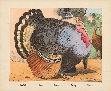 Pollo d'India. - Dindon. - Truthahn. - Turkey. - Kalkoen