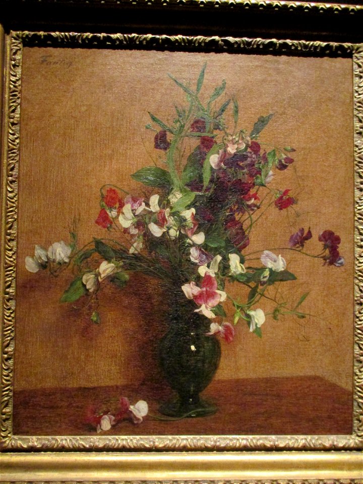 Pois de senteur Fantin-Latour