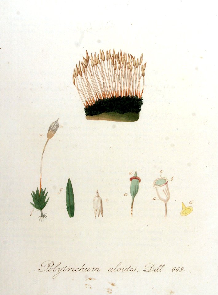Pogonatum aloides — Flora Batava — Volume v9
