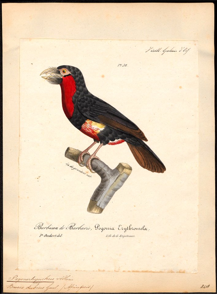 Pogonorhynchus dubius - 1825-1834 - Print - Iconographia Zoologica - Special Collections University of Amsterdam - UBA01 IZ18800003
