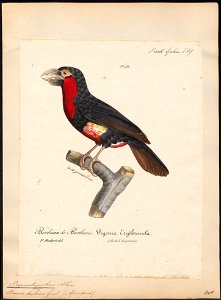 Pogonorhynchus dubius - 1825-1834 - Print - Iconographia Zoologica - Special Collections University of Amsterdam - UBA01 IZ18800003