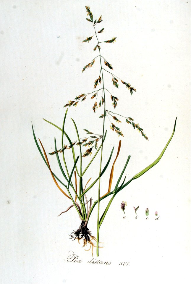 Poa distans — Flora Batava — Volume v5