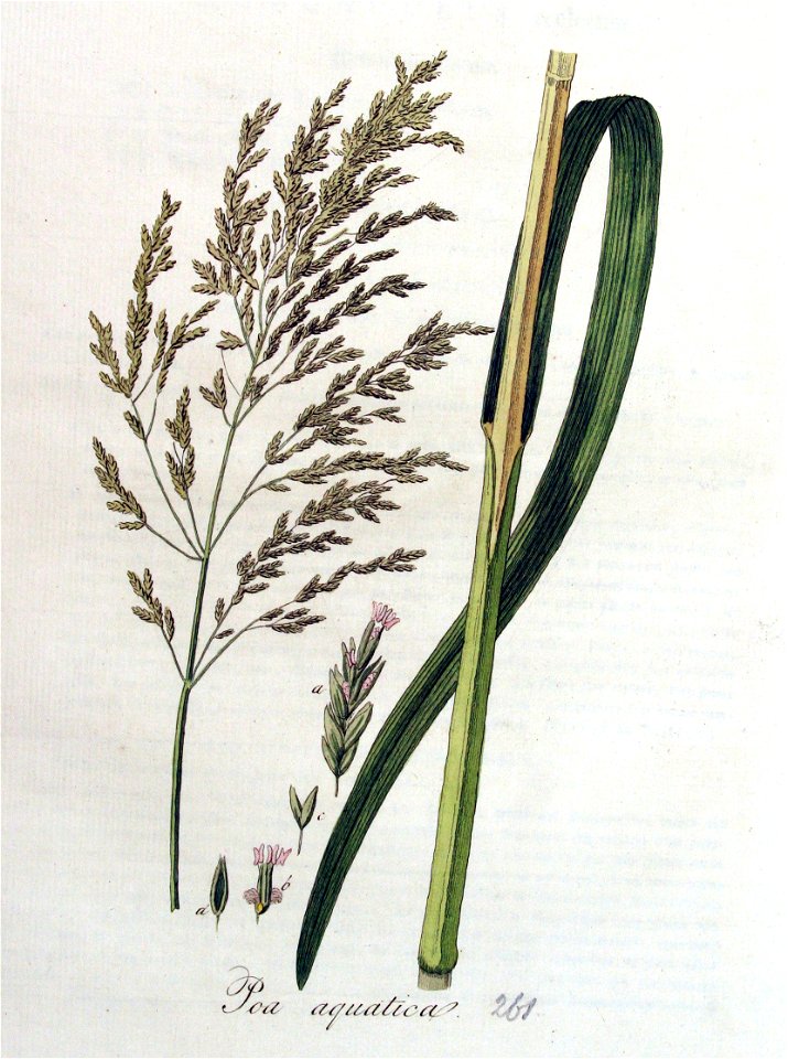 Poa aquatica — Flora Batava — Volume v4