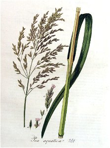 Poa aquatica — Flora Batava — Volume v4