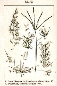 Poaceae spp Sturm24