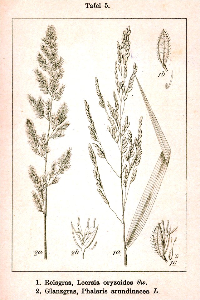 Poaceae spp Sturm5