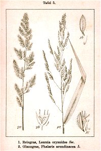Poaceae spp Sturm5
