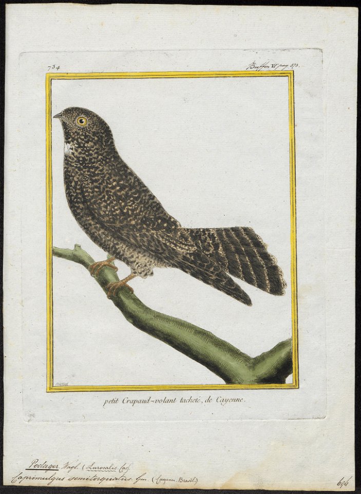 Podager semitorquatus - 1700-1880 - Print - Iconographia Zoologica - Special Collections University of Amsterdam - UBA01 IZ16700065