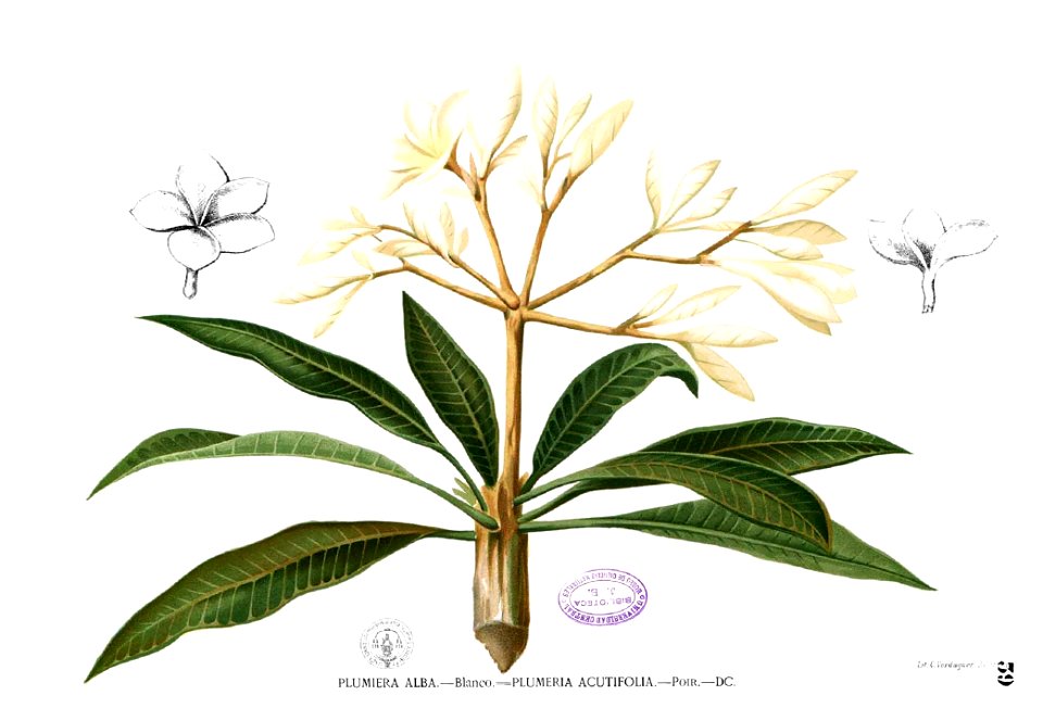 Plumeria alba Blanco1.39