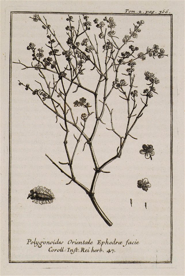 Polygonoides Orientale Ephedrae facie Coroll Inst Rei herb 47 - Tournefort Joseph Pitton De - 1717