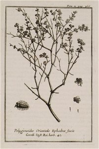 Polygonoides Orientale Ephedrae facie Coroll Inst Rei herb 47 - Tournefort Joseph Pitton De - 1717