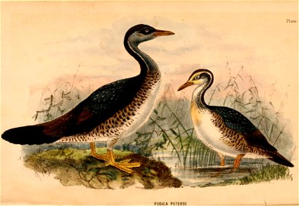 Podica senegalensis petersii 1884