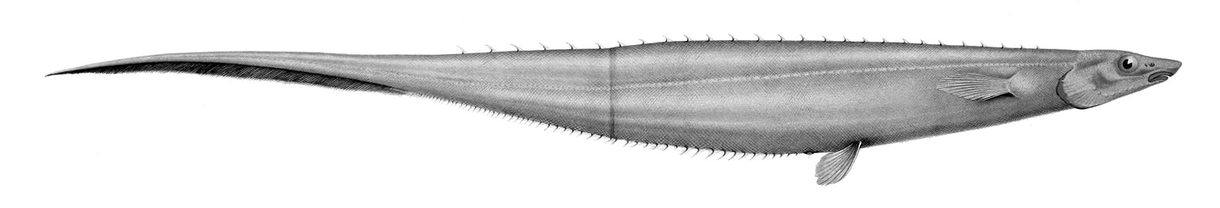 Polyacanthonotus rissoanus1