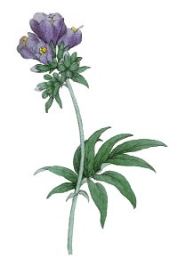 Polemonium coeruleum L ag1. Free illustration for personal and commercial use.