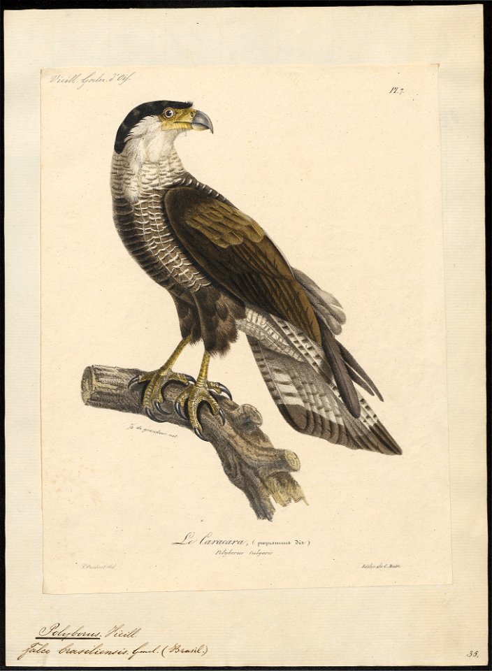 Polyborus tharus - 1825-1834 - Print - Iconographia Zoologica - Special Collections University of Amsterdam - UBA01 IZ18200023
