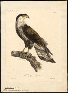 Polyborus tharus - 1825-1834 - Print - Iconographia Zoologica - Special Collections University of Amsterdam - UBA01 IZ18200023