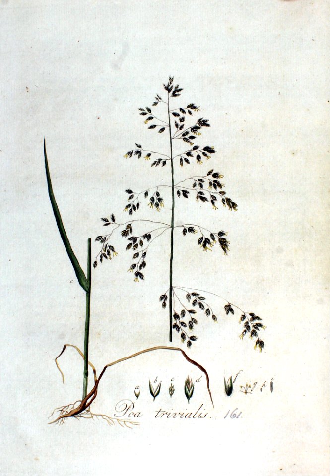 Poa trivialis — Flora Batava — Volume v3