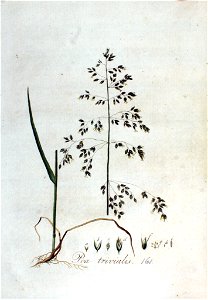 Poa trivialis — Flora Batava — Volume v3