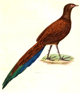 Polyplectron chalcurum 1838