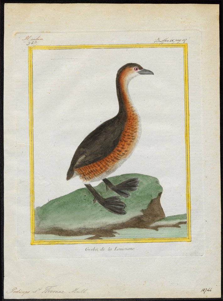 Podiceps St. Thomae - 1700-1880 - Print - Iconographia Zoologica - Special Collections University of Amsterdam - UBA01 IZ17800057