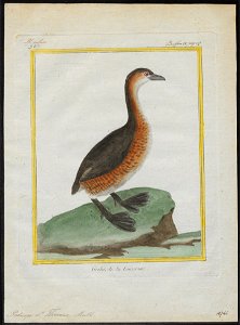 Podiceps St. Thomae - 1700-1880 - Print - Iconographia Zoologica - Special Collections University of Amsterdam - UBA01 IZ17800057