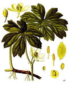 Podophyllum peltatum - Köhler–s Medizinal-Pflanzen-246
