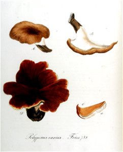 Polyporus varius — Flora Batava — Volume v10