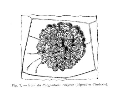 Polypodium vulgare - sore