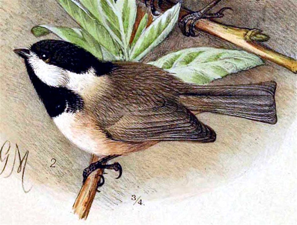 Poecile hypermelaenus 1891