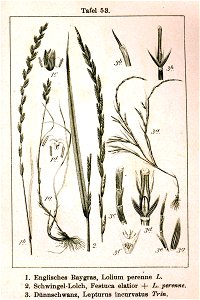 Poeae spp Sturm53