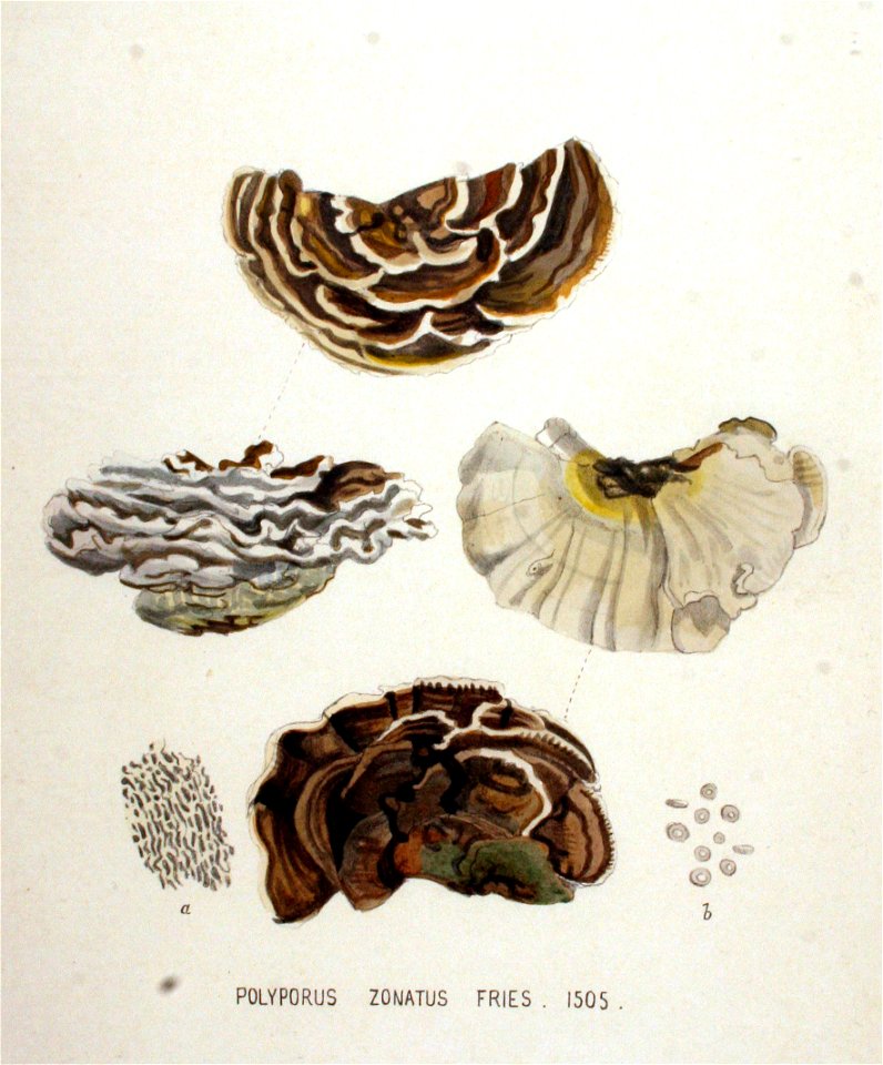 Polyporus zonatus — Flora Batava — Volume v19