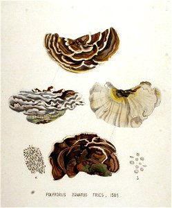 Polyporus zonatus — Flora Batava — Volume v19